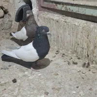 سینه ایی