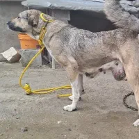 ماده پژدر