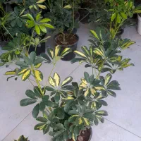 شفلرا دوشاخ سایز درشت|گل و گیاه طبیعی|قم, نیروگاه|دیوار