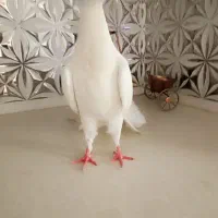 کفتر|پرنده|قم, باغ شازده|دیوار