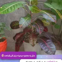 بررسی ،چکاپ تعویض خاک،کوددهی،حضوری گل وگیاه|گل و گیاه طبیعی|بیرجند, |دیوار