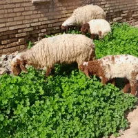 دوعدد گوسفند