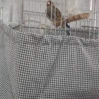 سهره کرمونی نر قرص بخون جوجه قفس