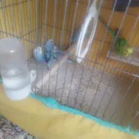 مرغ عشق معاوضه بامرغ