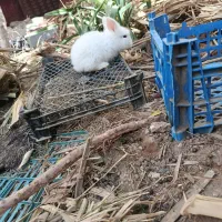 بچه خرگوش لوپ هلندی