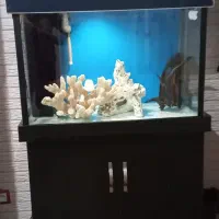 آکواریوم سامپ دار آبشور|ماهی|رباط‌کریم, شهرک والفجر|دیوار