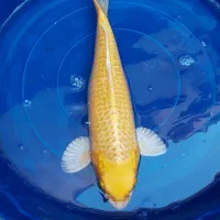 ماهی کوی از ریز تا مولد|ماهی|اصفهان, کارلادان|دیوار