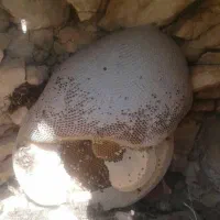 عسل کوهی درجه یک
