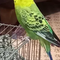 مرغ‌عشق‌‌..نر‌ مست.|پرنده|فردیس, ثابتی|دیوار