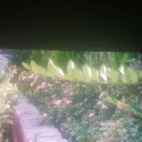 باغچه برگ جهان