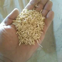 جوآبی