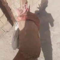 پرنده انتیک