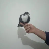 شکارامروزدربف