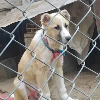 توله سگ|سگ|رستم‌آباد, |دیوار