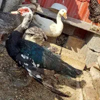 قوغاز افریقایی اردک روسی اسرائیلی نر جوان سنگین|حیوانات مزرعه|تهران, نعمت‌آباد|دیوار