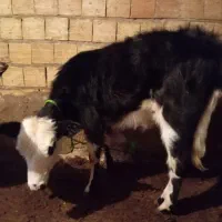 گوساله سیمینتال