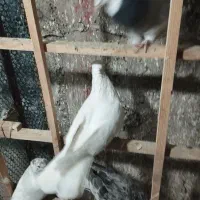 کفتر|پرنده|نظرآباد, رسالت|دیوار