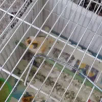 قناری|پرنده|سمنان, |دیوار