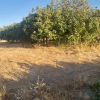 زمین کشاورزی آبرومند