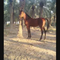 نریان دوسر زیبای