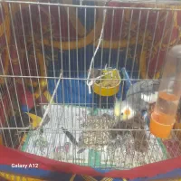 عروس‌هلندی‌‌‌