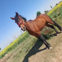 اسب|اسب و تجهیزات اسبسواری|اسفرورین, |دیوار