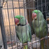 جفت شاه طوطی