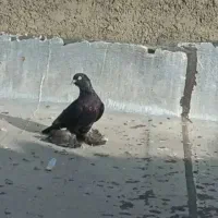 کفترگمشده قره وفیلی