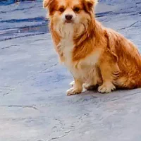 سگ گمشده