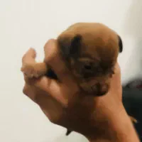 توله پاکوتاه ماده سایز ریز