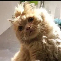 سرپرستی گربه