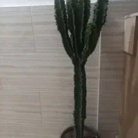 کاکتوس