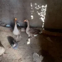 یک جفت غاز یا بت