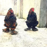 برهما فوق خاص گلد لیسد|حیوانات مزرعه|رشت, شهرک آیت الله منتظری|دیوار