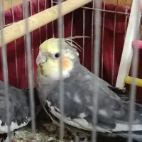 عروس لوتینیو گل باغالی سینامون نروماده