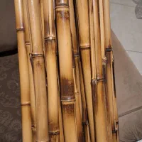 ۴۵ شاخه بامبو تزئینی