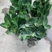 گل-گلخانه-گلخونه