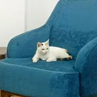 واگذاری گربه|گربه|زنجان, |دیوار