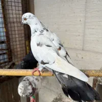 تعدادی کبوتر گلچین به شرط به دلیل تعغیر مکان|پرنده|رشت, توشیبا|دیوار