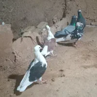 ماملعه نیستم