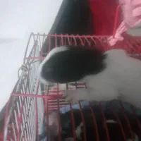 خرگوش دورگ|موش و خرگوش|خرمشهر, |دیوار