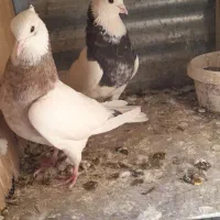 طوقی|پرنده|آران و بیدگل, |دیوار