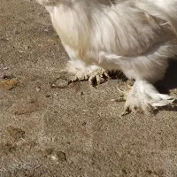 مرغ ابریشمی|حیوانات مزرعه|صحنه, |دیوار