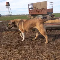 سگ سرابی|سگ|گرگان, |دیوار