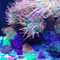 مرجان ریف شقایق ابشور