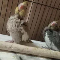 عروس هلندی سینامون با ((فنچ))