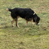 سگ بومی مو بلند|سگ|رشت, گلسار|دیوار