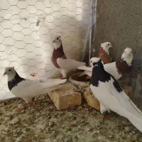 طوقی(قاین)|پرنده|بیرجند, |دیوار