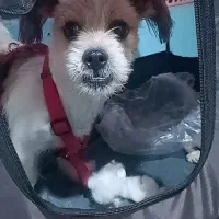 سگ شیتزو نر ۱ساله واگذاری|سگ|شهریار, اصیل آباد|دیوار