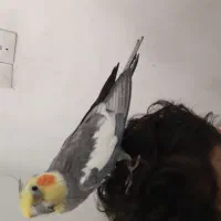 عروس هلندی نر کشیده رام و دستی|پرنده|صحنه, |دیوار